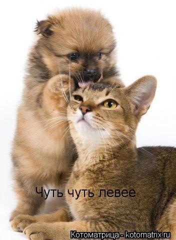 Котоматрица: Чуть чуть левее