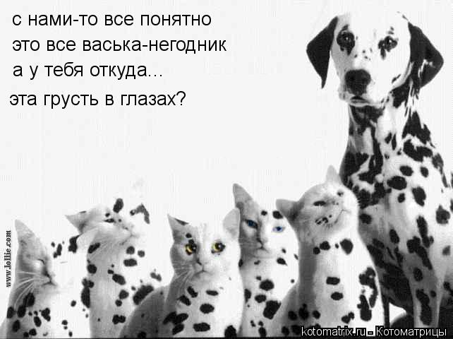 с нами-то все понятно это все васька-негодник а у тебя откуда... эта грусть в глазах?... Котоматрица: с нами-то все понятно это все васька-негодник а у тебя откуда... эта грусть в глазах?