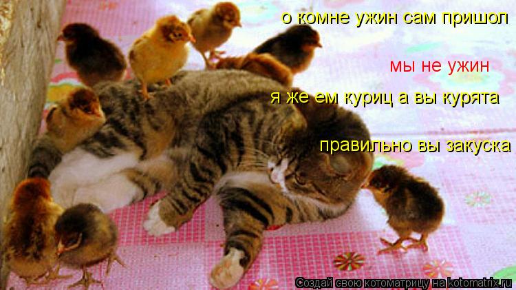о комне ужин сам пришол мы не ужин я же ем куриц а вы курята правильно вы закуска... Котоматрица: о комне ужин сам пришол мы не ужин я же ем куриц а вы курята правильно вы закуска