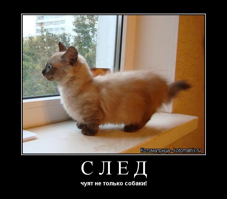 СЛЕД чуят не только собаки!... Котоматрица: СЛЕД чуят не только собаки!
