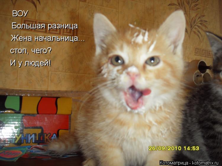ВОУ Большая разница Жена начальница... стоп, чего? И у людей!... Котоматрица: ВОУ Большая разница Жена начальница... стоп, чего? И у людей!