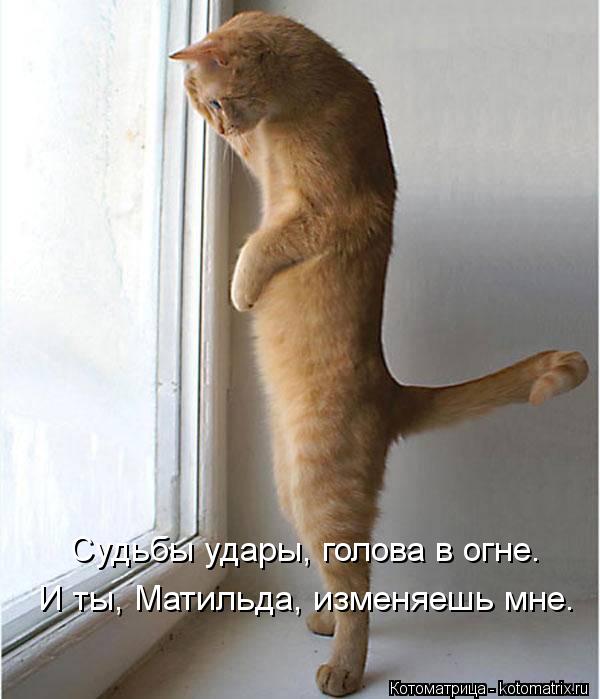Судьбы удары, голова в огне. И ты, Матильда, изменяешь мне.... Котоматрица: Судьбы удары, голова в огне. И ты, Матильда, изменяешь мне.