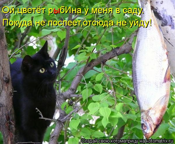 Ой,цветёт рыбИна у меня в саду. ы Покуда не поспеет,отсюда не уйду!... Котоматрица: Ой,цветёт рыбИна у меня в саду. ы Покуда не поспеет,отсюда не уйду!