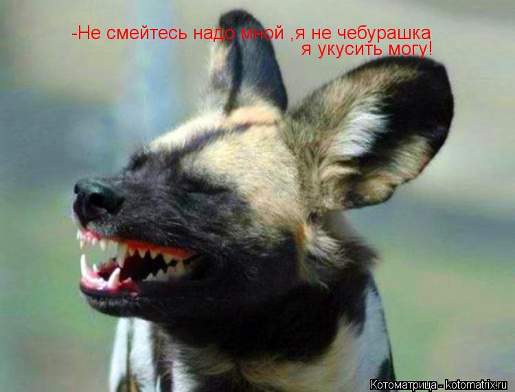 -Не смейтесь надо мной ,я не чебурашка я укусить могу!... Котоматрица: -Не смейтесь надо мной ,я не чебурашка я укусить могу!