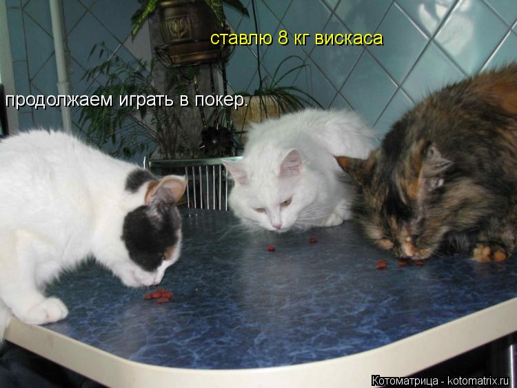 продолжаем играть в покер. продолжаем играть в покер. ставлю 8 кг вискаса ты должен будешь отдать их ... Котоматрица: продолжаем играть в покер. продолжаем играть в покер. ставлю 8 кг вискаса ты должен будешь отдать их мне у меня фрешреяль