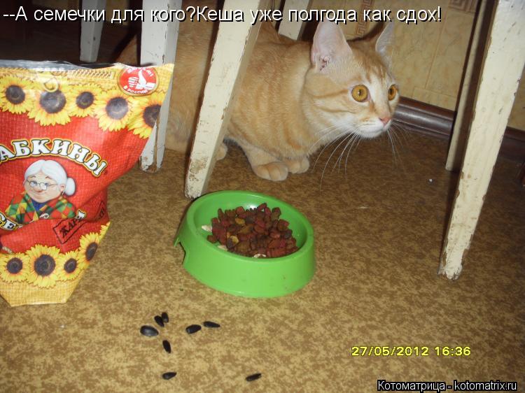 --А семечки для кого?Кеша уже полгода как сдох!... Котоматрица: --А семечки для кого?Кеша уже полгода как сдох!
