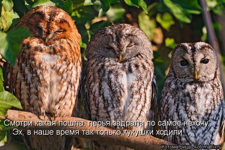 Смотри какая пошла, перья задрала по самое нехочу.. Эх, в наше время так только кукушки ходили... Котоматрица: Смотри какая пошла, перья задрала по самое нехочу.. Эх, в наше время так только кукушки ходили