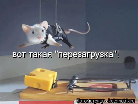 вот такая "перезагрузка"!... Котоматрица: вот такая "перезагрузка"!