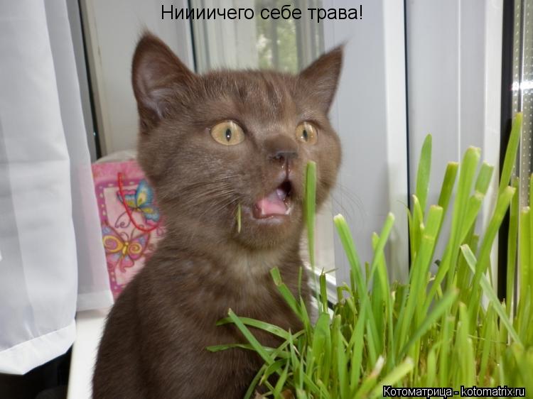 Ниииичего себе трава!... Котоматрица: Ниииичего себе трава!