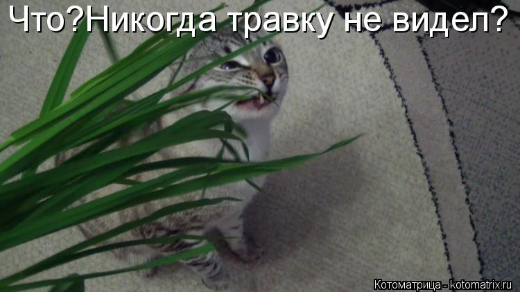 Что?Никогда травку не видел?... Котоматрица: Что?Никогда травку не видел?