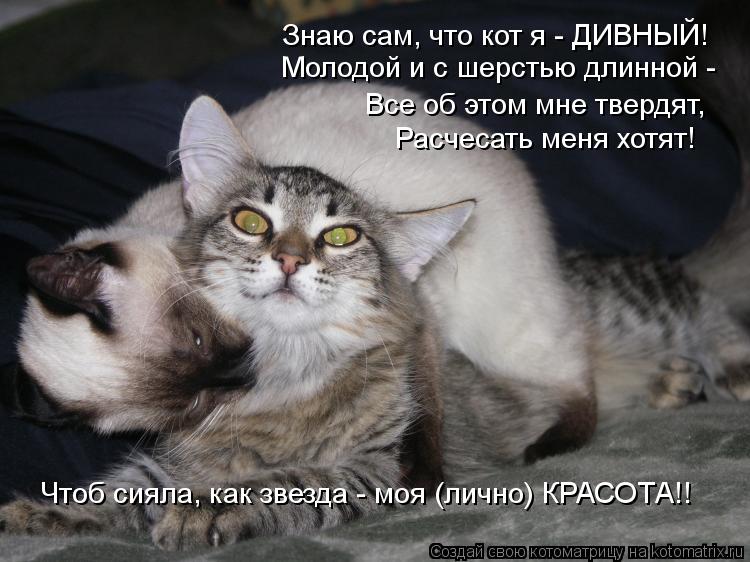 Знаю сам, что кот я - ДИВНЫЙ! Молодой и с шерстью длинной - Все об этом мне твердят, Расчесать меня х... Котоматрица: Знаю сам, что кот я - ДИВНЫЙ! Молодой и с шерстью длинной - Все об этом мне твердят, Расчесать меня хотят! Чтоб сияла, как звезда - моя (лично) КР
