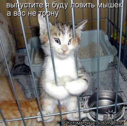 выпустите я буду ловить мышек а вас не трону... Котоматрица: выпустите я буду ловить мышек а вас не трону