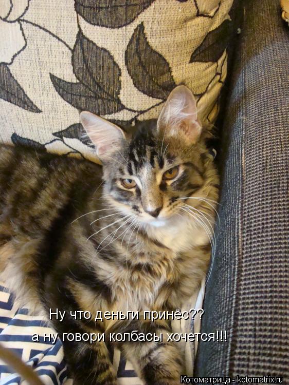 Ну что деньги принёс?? а ну говори колбасы хочется!!!... Котоматрица: Ну что деньги принёс?? а ну говори колбасы хочется!!!