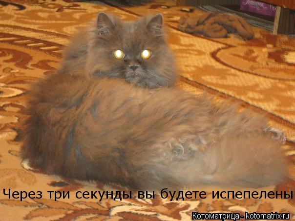 Через три секунды вы будете испепелены... Котоматрица: Через три секунды вы будете испепелены