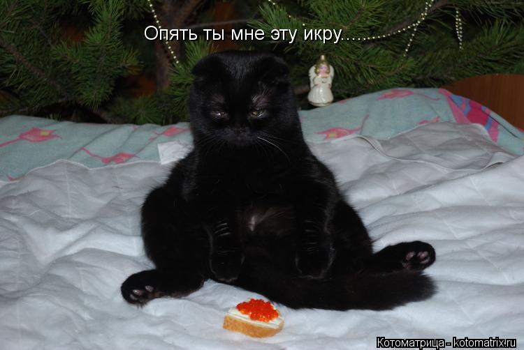 Опять ты мне эту икру........ Котоматрица: Опять ты мне эту икру.....