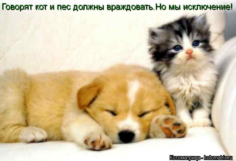 Говорят кот и пес должны враждовать.Но мы исключение!... Котоматрица: Говорят кот и пес должны враждовать.Но мы исключение!