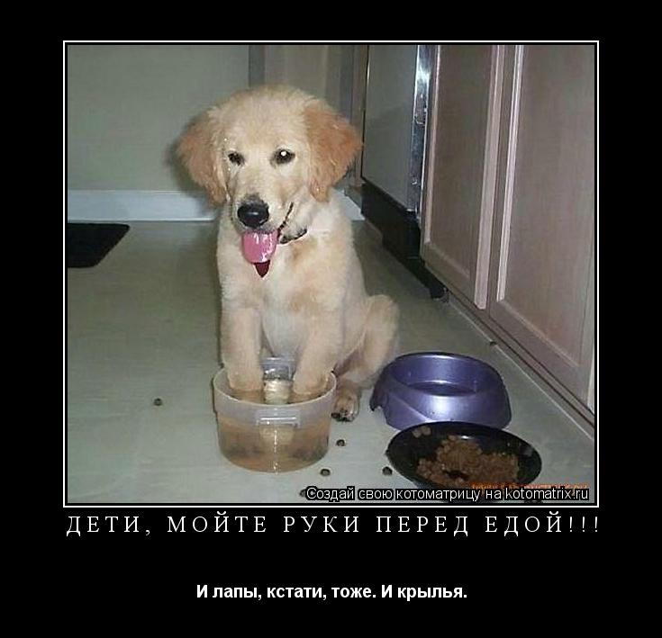 дети, мойте руки перед едой!!! И лапы, кстати, тоже. И крылья.... Котоматрица: дети, мойте руки перед едой!!! И лапы, кстати, тоже. И крылья.