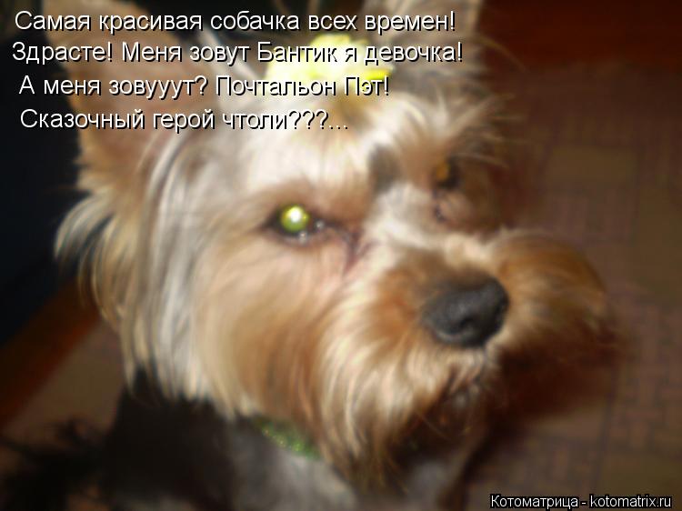 Самая красивая собачка всех времен! Здрасте! Меня зовут Бантик я девочка! А меня зовууут? Почтальон П... Котоматрица: Самая красивая собачка всех времен! Здрасте! Меня зовут Бантик я девочка! А меня зовууут? Почтальон Пэт! Сказочный герой чтоли???...