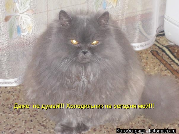 Даже не думай!!! Холодильник на сегодня мой!!!... Котоматрица: Даже не думай!!! Холодильник на сегодня мой!!!