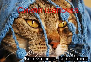 Синяя шапочка... Котоматрица: Синяя шапочка