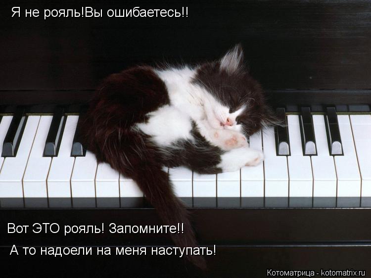 Я не рояль!Вы ошибаетесь!! Вот ЭТО рояль! Запомните!! А то надоели на меня наступать!... Котоматрица: Я не рояль!Вы ошибаетесь!! Вот ЭТО рояль! Запомните!! А то надоели на меня наступать!