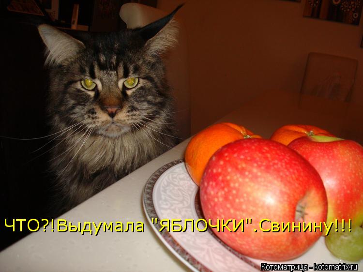 ЧТО?!Выдумала "ЯБЛОЧКИ".Свинину!!!... Котоматрица: ЧТО?!Выдумала "ЯБЛОЧКИ".Свинину!!!