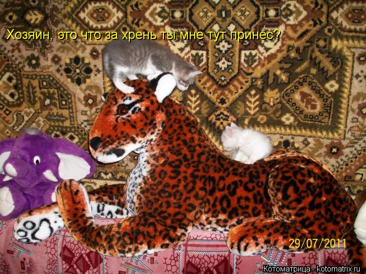 Хозяин, это что за хрень ты мне тут принёс? Хозяин, это что за хрень ты мне тут принёс?... Котоматрица: Хозяин, это что за хрень ты мне тут принёс? Хозяин, это что за хрень ты мне тут принёс?