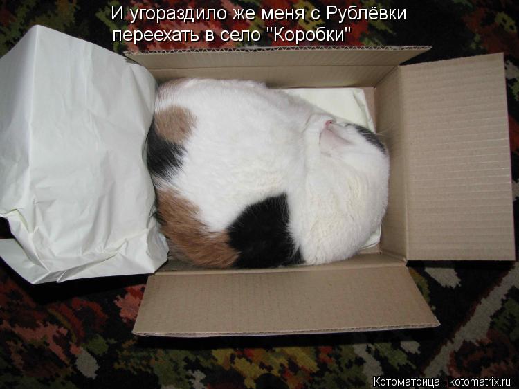 И угораздило же меня с Рублёвки переехать в село "Коробки"... Котоматрица: И угораздило же меня с Рублёвки переехать в село "Коробки"