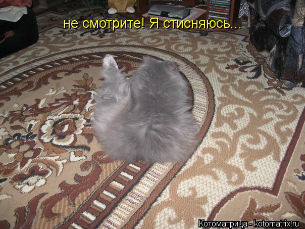 не смотрите! Я стисняюсь...... Котоматрица: не смотрите! Я стисняюсь...