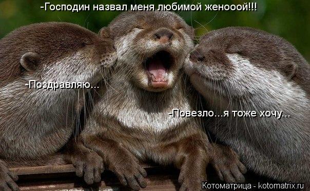 -Господин назвал меня любимой женооой!!! -Поздравляю... -Повезло...я тоже хочу...... Котоматрица: -Господин назвал меня любимой женооой!!! -Поздравляю... -Повезло...я тоже хочу...
