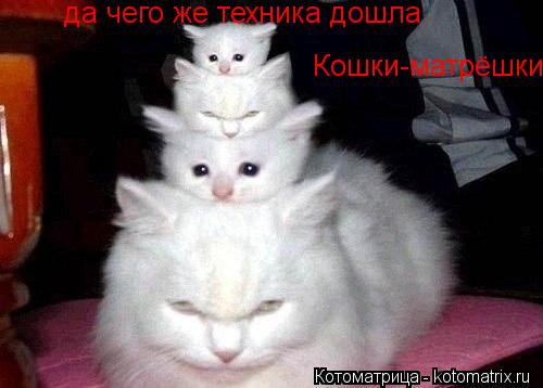да чего же техника дошла Кошки-матрёшки... Котоматрица: да чего же техника дошла Кошки-матрёшки