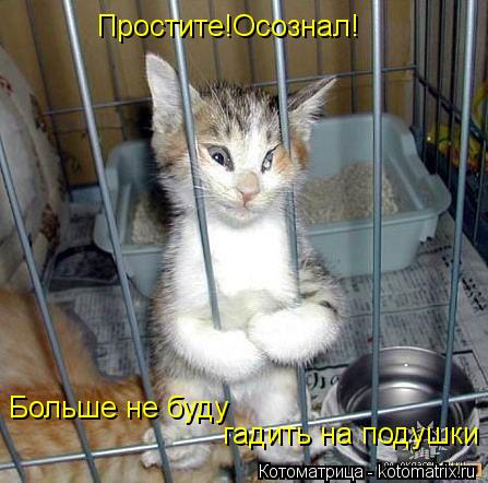 гадить на подушки Больше не буду Простите!Осознал!... Котоматрица: гадить на подушки Больше не буду Простите!Осознал!