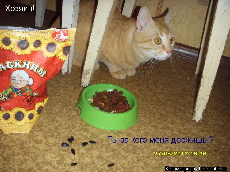 Хозяин! Ты за кого меня держишь!?... Котоматрица: Хозяин! Ты за кого меня держишь!?