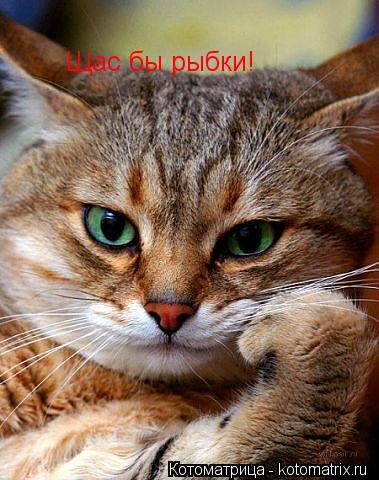 Щас бы рыбки!... Котоматрица: Щас бы рыбки!