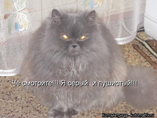 Чё смотрите!!! Я серый и пушистый!!!... Котоматрица: Чё смотрите!!! Я серый и пушистый!!!
