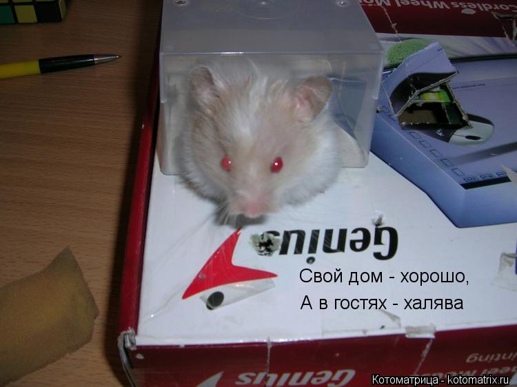 Свой дом - хорошо, А в гостях - халява... Котоматрица: Свой дом - хорошо, А в гостях - халява
