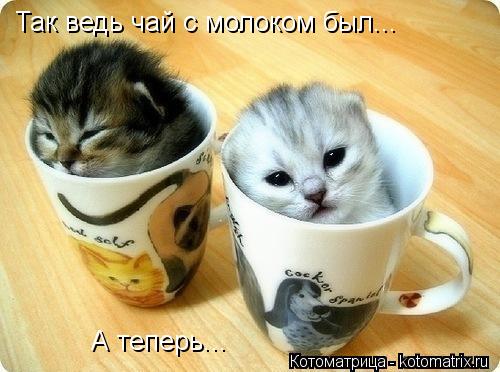 Так ведь чай с молоком был... А теперь...... Котоматрица: Так ведь чай с молоком был... А теперь...