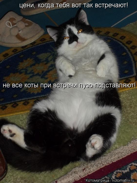 цени, когда тебя вот так встречают! не все коты при встречи пузо подставляют!... Котоматрица: цени, когда тебя вот так встречают! не все коты при встречи пузо подставляют!