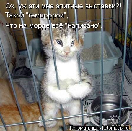 Ох, уж эти мне элитные выставки?!. Такой "геморррой", Что на морде всё "написано".... Котоматрица: Ох, уж эти мне элитные выставки?!. Такой "геморррой", Что на морде всё "написано".