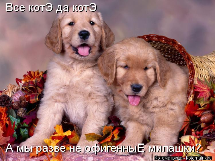 Все котЭ да котЭ А мы разве не офигенныЕ милашки?... Котоматрица: Все котЭ да котЭ А мы разве не офигенныЕ милашки?