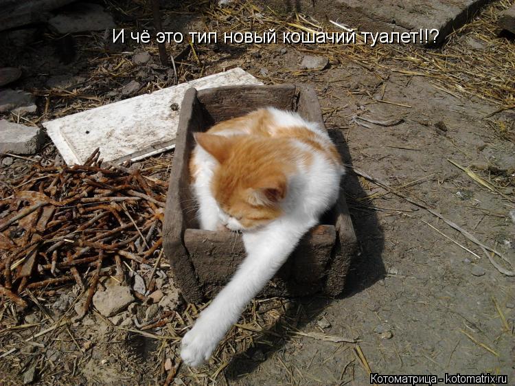 И чё это тип новый кошачий туалет!!?... Котоматрица: И чё это тип новый кошачий туалет!!?