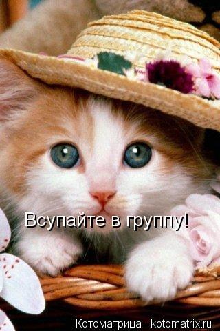 Всупайте в группу!... Котоматрица: Всупайте в группу!