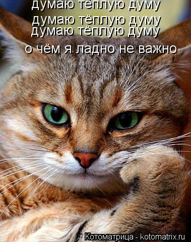 думаю тёплую думу думаю тёплую думу думаю тёплую думу о чём я ладно не важно... Котоматрица: думаю тёплую думу думаю тёплую думу думаю тёплую думу о чём я ладно не важно