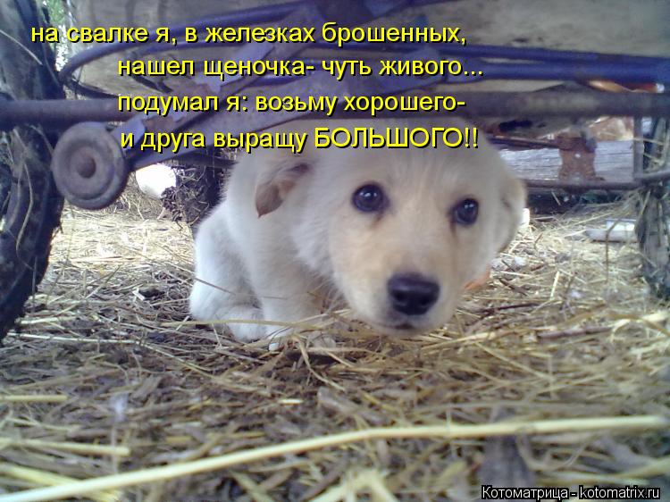 на свалке я, в железках брошенных, нашел щеночка- чуть живого... подумал я: возьму хорошего- и друга ... Котоматрица: на свалке я, в железках брошенных, нашел щеночка- чуть живого... подумал я: возьму хорошего- и друга выращу БОЛЬШОГО!!