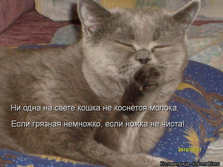 Ни одна на свете кошка не коснется молока, Если грязная немножко, если ножка не чиста!... Котоматрица: Ни одна на свете кошка не коснется молока, Если грязная немножко, если ножка не чиста!