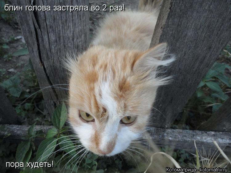блин голова застряла во 2 раз! пора худеть!... Котоматрица: блин голова застряла во 2 раз! пора худеть!