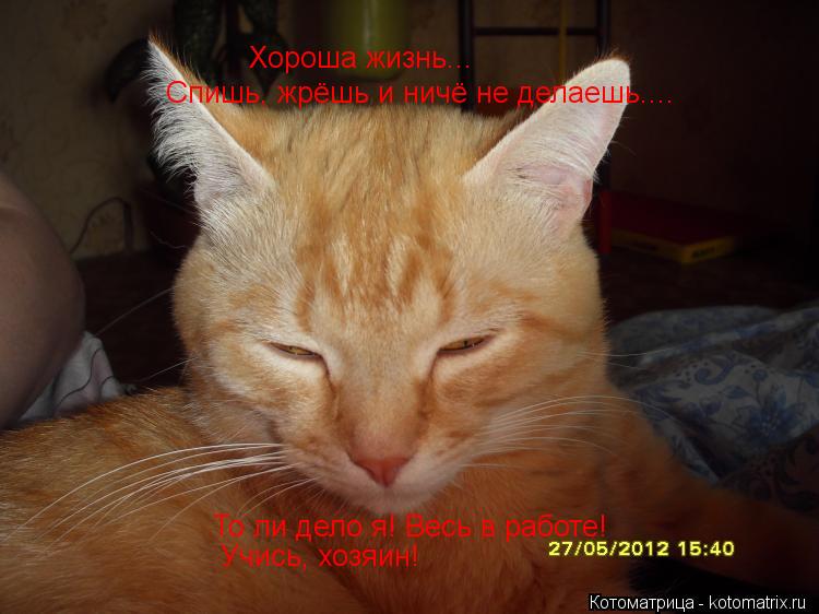 Хороша жизнь... Спишь, жрёшь и ничё не делаешь.... То ли дело я! Весь в работе! Учись, хозяин!... Котоматрица: Хороша жизнь... Спишь, жрёшь и ничё не делаешь.... То ли дело я! Весь в работе! Учись, хозяин!