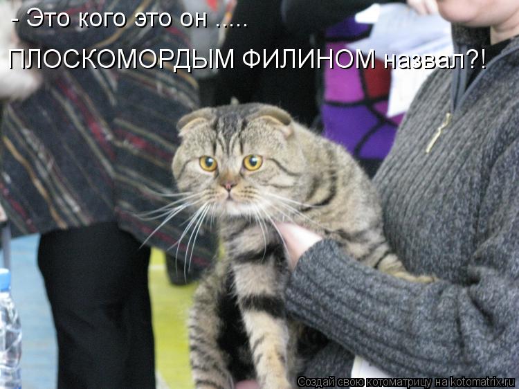 - Это кого это он ..... ПЛОСКОМОРДЫМ ФИЛИНОМ назвал?!... Котоматрица: - Это кого это он ..... ПЛОСКОМОРДЫМ ФИЛИНОМ назвал?!