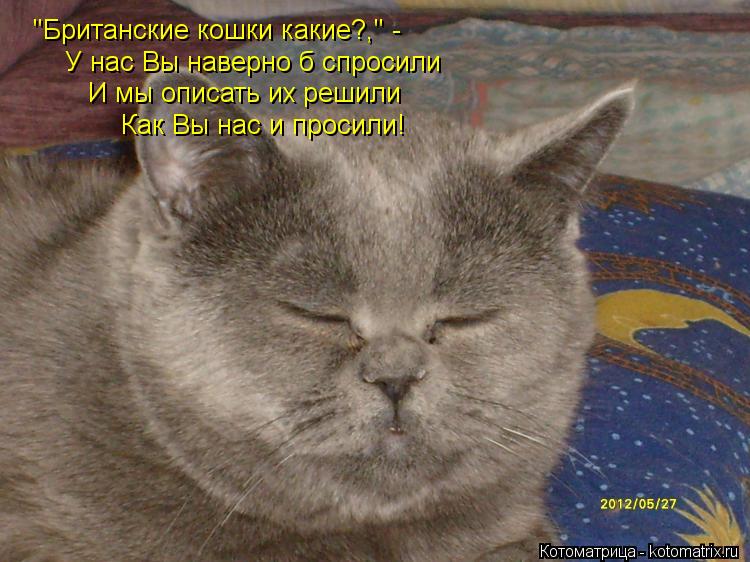 У нас Вы наверно б спросили "Британские кошки какие?," - И мы описать их решили Как Вы нас и просили!... Котоматрица: У нас Вы наверно б спросили "Британские кошки какие?," - И мы описать их решили Как Вы нас и просили!