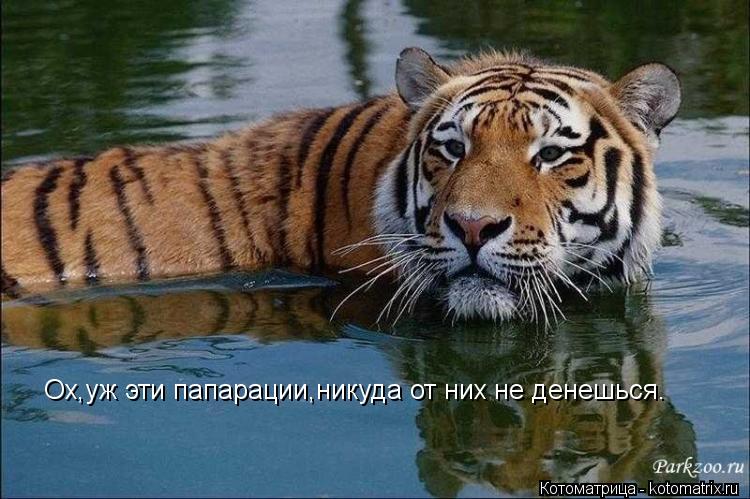 Ох,уж эти папарации,никуда от них не денешься.... Котоматрица: Ох,уж эти папарации,никуда от них не денешься.